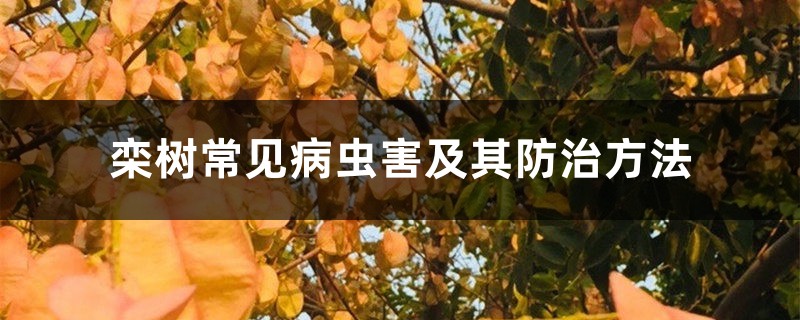 <strong>欒樹常見病蟲害及其防治方法</strong>