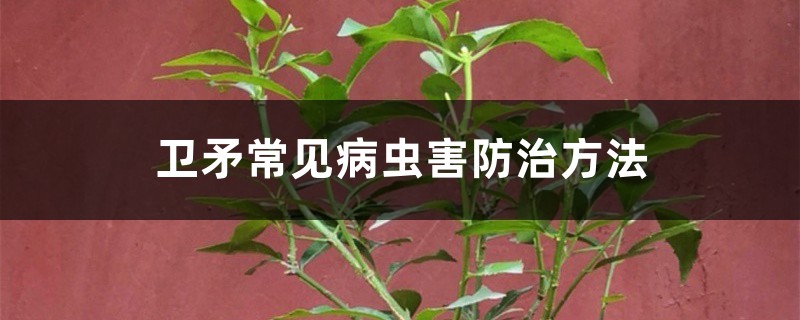 <strong>衛矛常見病蟲害防治方法</strong>