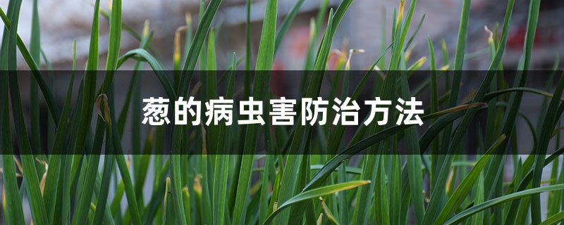 <strong>蔥的病蟲害防治方法</strong>