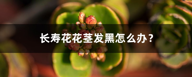 <strong>長壽花花莖發黑怎么解決，怎么處理？</strong>