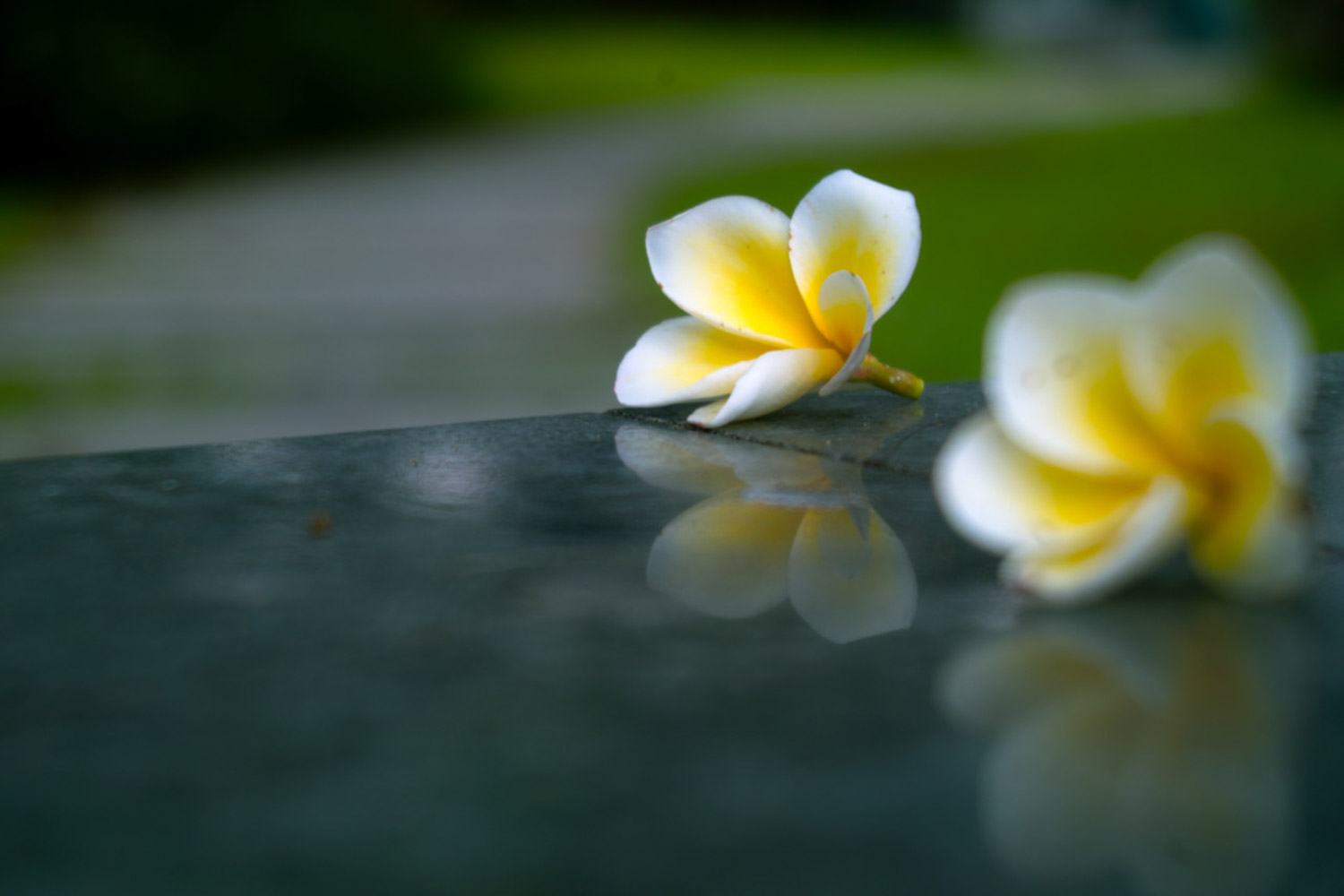 紅雞蛋花的病蟲害防治