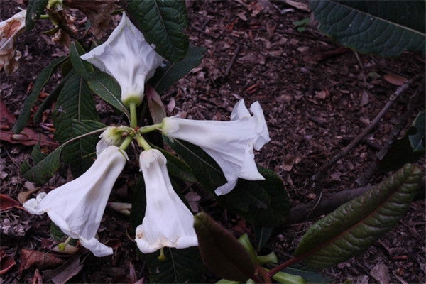 <b>百合花杜鵑的病蟲害防治</b>