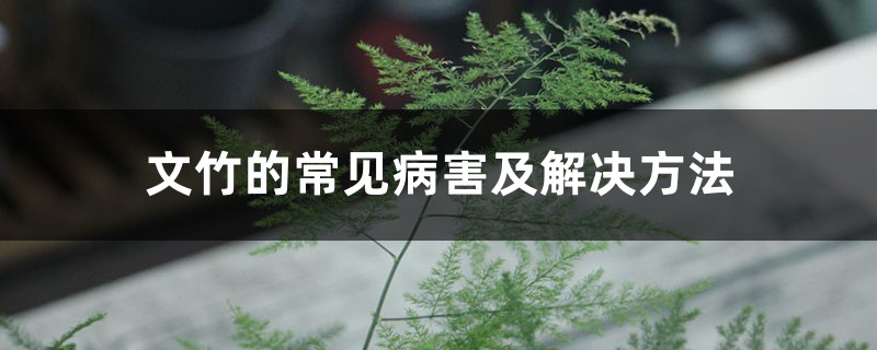 <b>文竹的常見病害及解決方法</b>