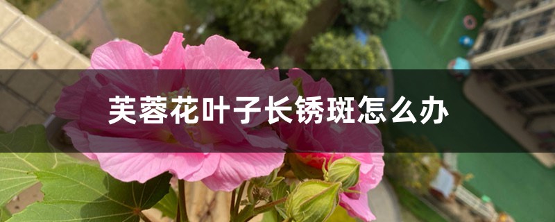 <strong>芙蓉花葉子長銹斑怎么解決，怎么處理</strong>