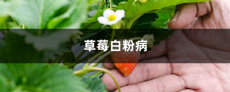 <strong>草莓白粉病怎么治療</strong>