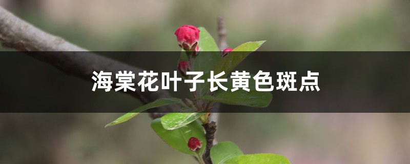 <b>海棠花葉子長黃色斑點的原因</b>