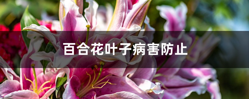 <b>百合花葉子病害防治</b>