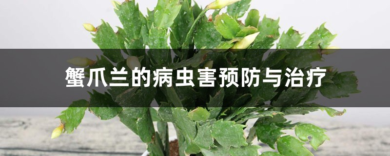 <strong>蟹爪蘭的病蟲害預(yù)防與治療，容易感染病蟲害嗎</strong>