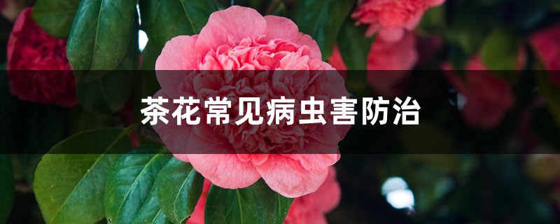 <strong>茶花常見病蟲害防治，茶花病蟲害用藥</strong>