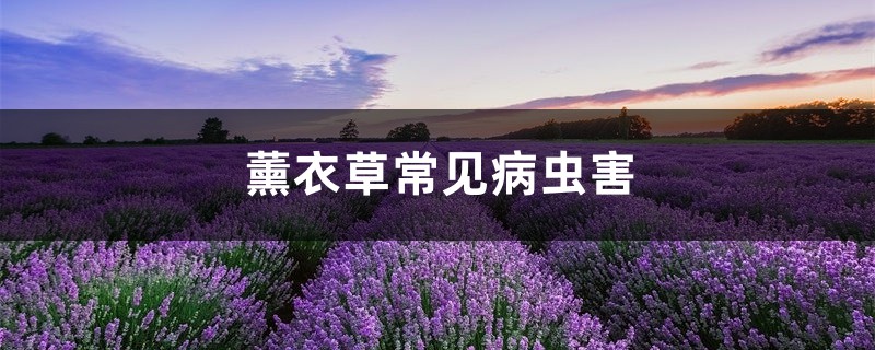 <strong>薰衣草常見病蟲害，薰衣草長紅蜘蛛</strong>