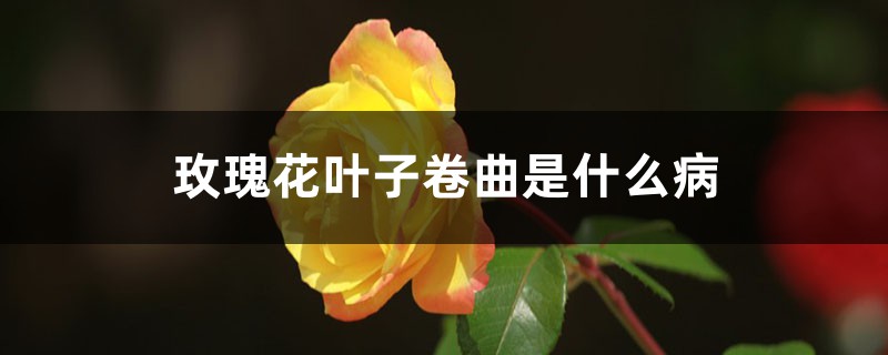 <b>玫瑰花葉子卷曲是什么病，葉子卷曲怎么解決，怎么處理</b>