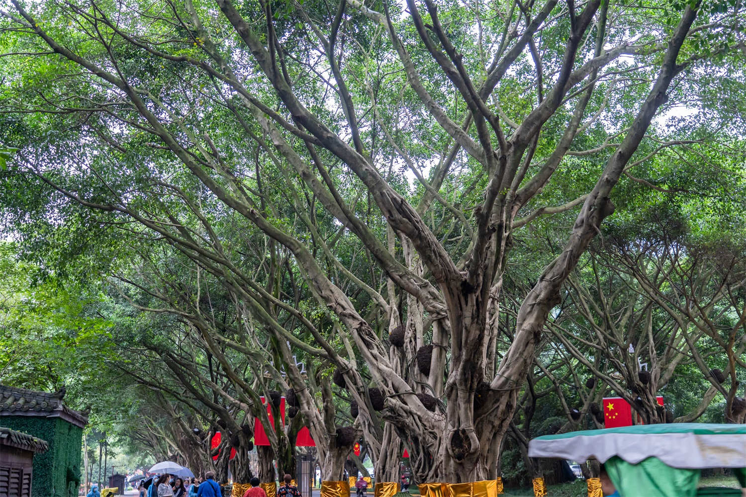 榕樹盆景病蟲害防治方法