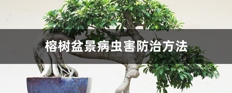 <strong>榕樹盆景病蟲害防治方法</strong>