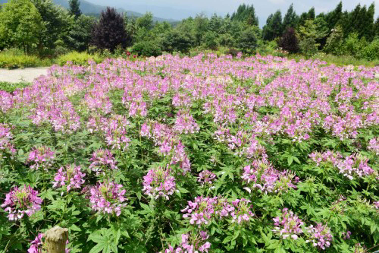 醉蝶花常見病害及防治方法