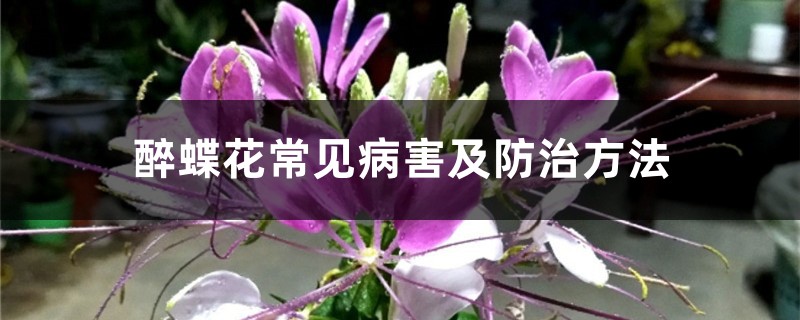 <strong>醉蝶花常見病害及防治方法</strong>