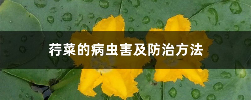 <strong>荇菜的病蟲害及防治方法</strong>