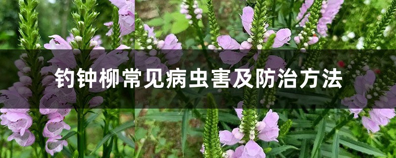 <strong>釣鐘柳常見病蟲害及防治方法</strong>