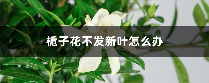 <b>梔子花不發新葉怎么解決，怎么處理</b>