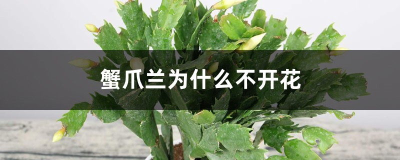 <b>蟹爪蘭為什么不開花</b>