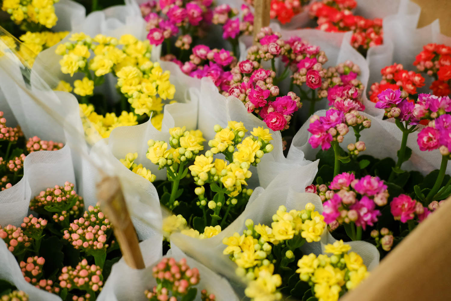 長壽花不開花怎么回事（只長葉子不開花）