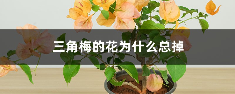 <strong>三角梅的花為什么總掉</strong>