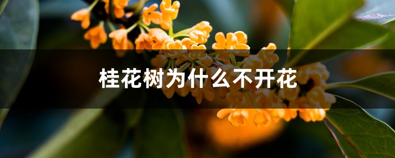 <strong>桂花樹為什么不開花</strong>