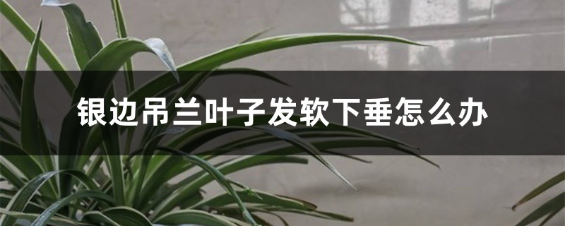 <strong>銀邊吊蘭葉子發(fā)軟下垂怎么解決，怎么處理</strong>