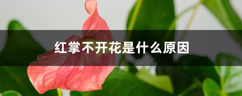 <strong>紅掌不開花是什么原因，花小是什么原因</strong>