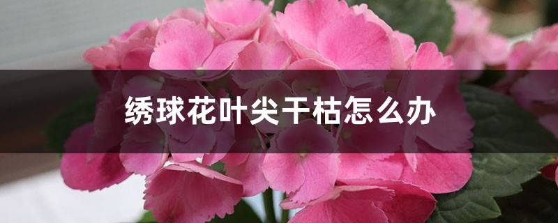 <strong>繡球花葉尖干枯怎么解決，怎么處理</strong>