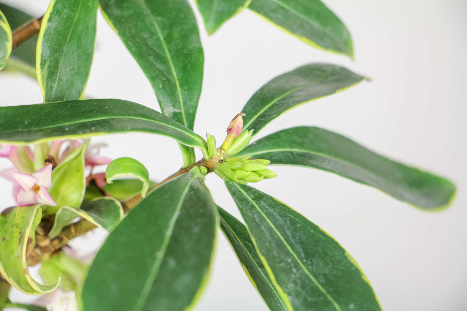 金邊瑞香花苞變黑脫落，還能救活嗎