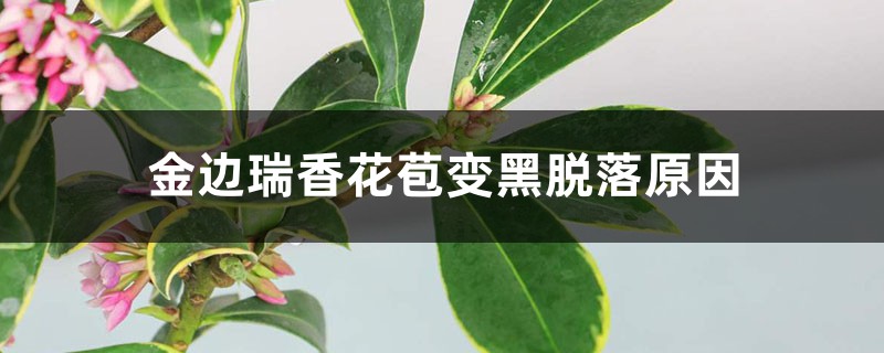 <strong>金邊瑞香花苞變黑脫落，還能救活嗎</strong>