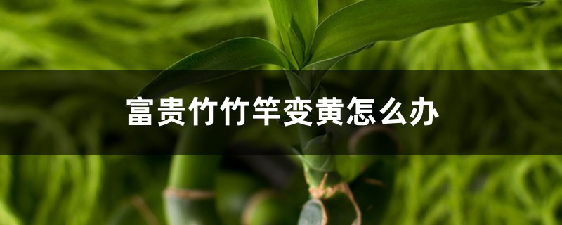 <b>富貴竹竹竿變黃怎么解決，怎么處理</b>