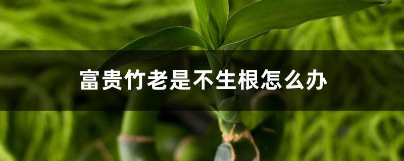 <strong>富貴竹老是不生根怎么解決，怎么處理</strong>