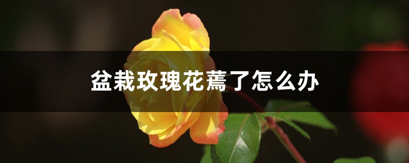 <b>盆栽玫瑰花蔫了怎么解決，怎么處理</b>