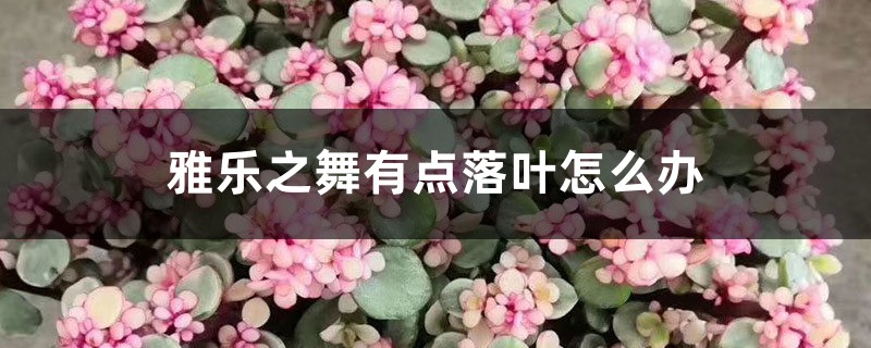 <b>雅樂之舞有點(diǎn)落葉怎么解決，怎么處理</b>