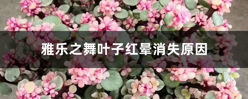 <b>雅樂之舞葉子紅暈消失，葉子變綠怎么解決，怎么處理</b>