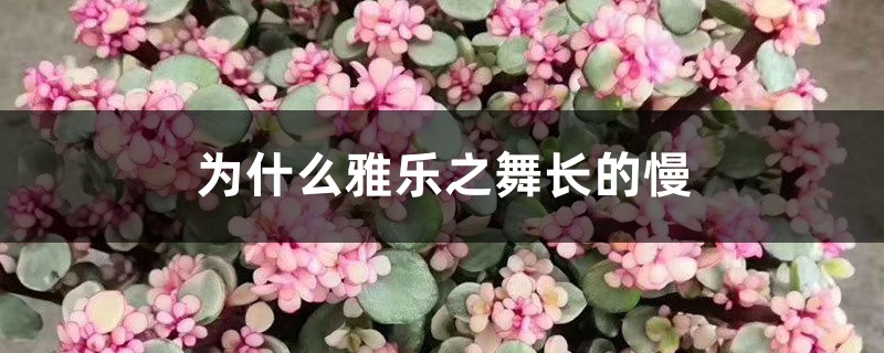 <b>為什么雅樂之舞長(zhǎng)的慢，生長(zhǎng)季是什么</b>