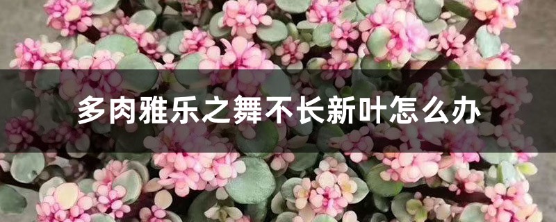 <b>多肉雅樂之舞不長(zhǎng)新葉，是因?yàn)槿绷恕八?/b>