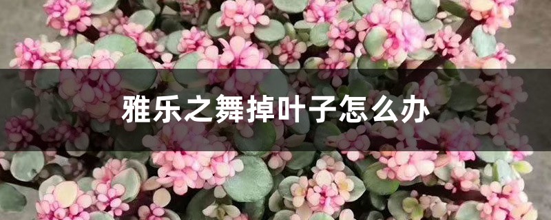 <b>雅樂之舞掉葉子怎么解決，怎么處理，葉子有點(diǎn)蔫怎么處理</b>