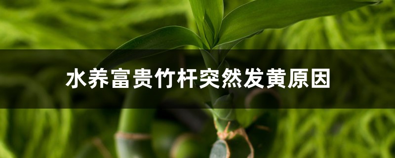 <b>水養(yǎng)富貴竹桿突然發(fā)黃，不要慌，1招就變綠</b>