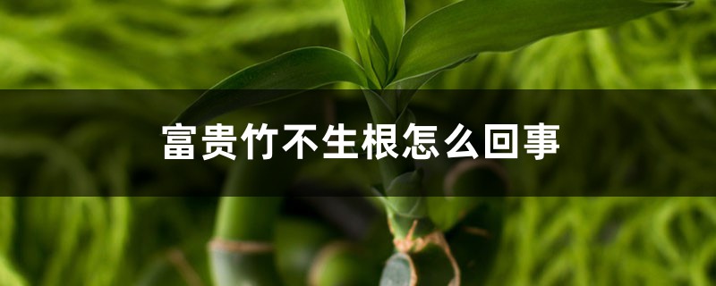 <b>富貴竹不生根怎么回事（最快生根方法）</b>