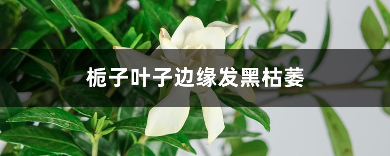 <strong>梔子花葉子邊緣發黑枯萎怎么解決，怎么處理</strong>