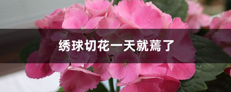 <strong>繡球切花一天就蔫了怎么解決，怎么處理</strong>