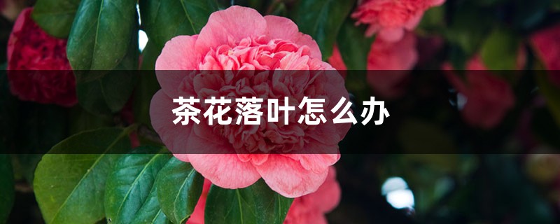 <strong>茶花落葉怎么解決，怎么處理</strong>