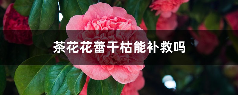 <strong>茶花花蕾干枯怎么補救</strong>