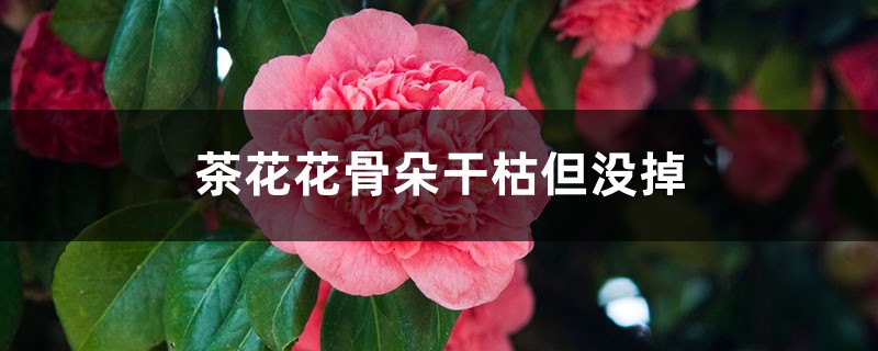 <strong>茶花花骨朵干枯但沒掉是怎么回事</strong>