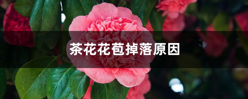 <strong>茶花花苞掉落原因是什么</strong>