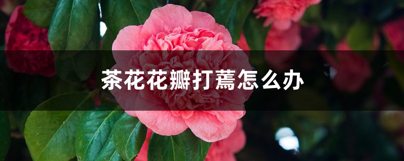 <strong>茶花花瓣打蔫怎么解決，怎么處理</strong>