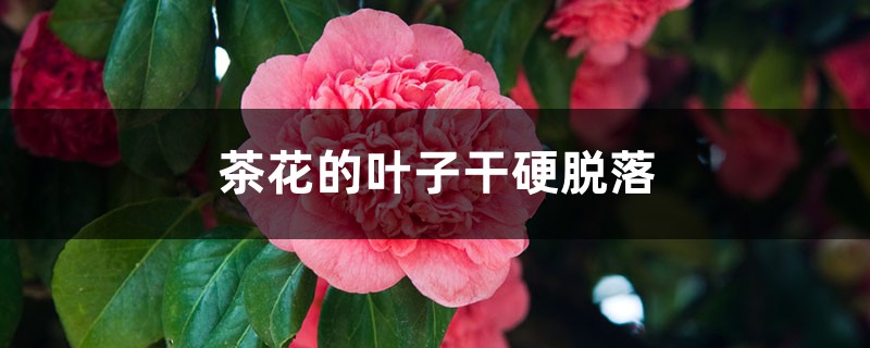 <strong>茶花的葉子干硬脫落什么原因</strong>