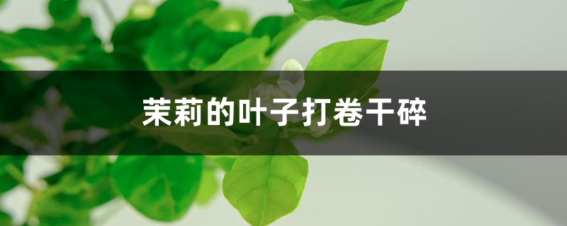 <strong>茉莉的葉子打卷干碎怎么解決，怎么處理</strong>